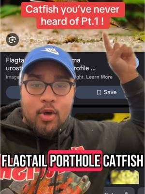 New series. “Catfish you’ve never heard of” #catfish #fishtok#aquariumtok #catfishspecies #catfishcareguide #greenscreen 