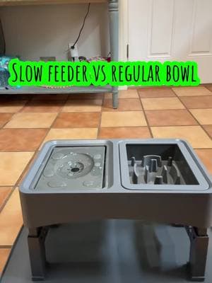 If you have a fast eater then a slow feeder is definitely a healthier option for your pups 🐶 #PetCare #HealthyDogs #DogsOfTiktok #GoldenRetriever #SlowFeeder #PetsOfTikTok #HeDidNotHoldThisAgainstMe 