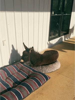 Cash loves being a dog🤣🤣#cashthedonkey #gratitude #farmlife 