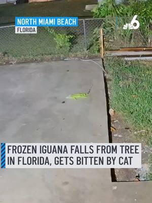 An iguana that got too cold to hang on to a tree in Florida, fell from its branches and was bitten by a cat. Home surveillance video captured the moment in North Miami Beach, when a frozen iguana seemingly dropped from the sky. #iguana #florida #cold #cat