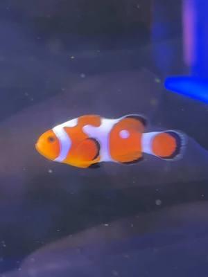 #reefvibes #reeftanksoftiktok #reeftanksoftheworld #reeftank #findingnemo 