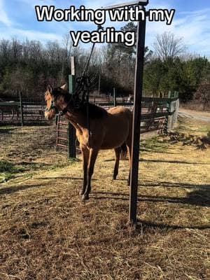 #CapCut #yearling #carolinamarshtacky #babyhorses #marepower #tipsyingeorgia #horsemanship #lifeskills #scstatehorse 