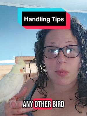 Replying to @ricecatz#crystalscocks  #birdtok  #cockatiel  #birdsoftiktok  #cocatielsoftiktok  #babybirds  #lutinocockatiel #birdbodylanguage  #parrots  #parrotsoftiktok  #cockatieltraining  #birdtraining 