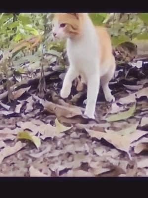 Cat the fastest reaction#foryoupage #fyp #viral #trending #wildlife #wildanimals #wild #lion #antelop #junglelife #cat #snake #pleaseunfreezemyaccount