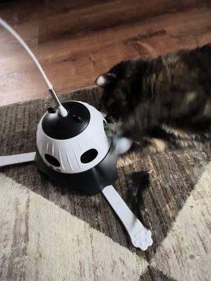 #catsoftiktok #catlover #catmomlife #enrichment #fatcat #fatcatsoftiktok #automatic #automaticcattoy #rechargeable #tortiesoftiktok 