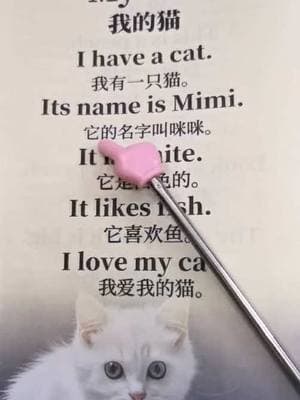 My cat 我的猫！#Chinese #learnchinese #china #mandarin #learnontiktoktogether #学习中文 #chineseculture #learnmandarin #fyp #foryou #LearnOnTikTok #readchinese 