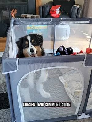 consent & communication around barriers is a great way to keep our animals, tiny humans, and guests safe without stress or conflict!  #DogTraining #dogtrainer #australianshepherd #relationshipbasedtraining 