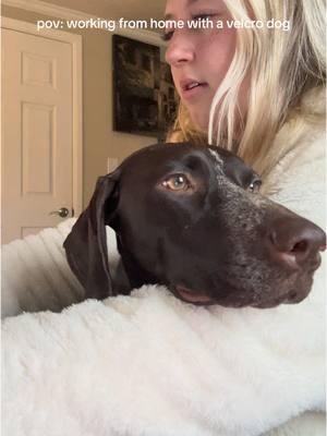 She just wants to be involved🥹♥️ #dogvideos #puppyvideos #velcrodog #clingypet #dogmom #cutedog #puppy #puppylove #dogsoftiktok #dogsvideo #germanshorthairedpointer #puppytok #puppylife #funnydog #gsp #gspoftheday #gspsoftiktok #gsppuppy 