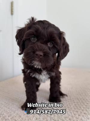 Maple is looking for her furever family 🤎  . . . #cockapoo #cockapoopuppy #cockapoosofinstagram #cockapoopuppies #f1cockapoo #f1bcockapoo #cockapooclub #cockapoopup #goldendoodles #goldendoodle #minigoldendoodle #dogsofcharlotte #doodlesofnc  #charlottenc #cockapoolovely #doodlesofatlanta #cockapoopuppiesofinstagram #cockapoopuppylove #cockapoopuppieso#dogsofcharlotte #greensboro #Atlanta #minipoodle #minipoodlepuppy #minipoodlepuppies #minipoodlesoftiktok #poodle #toypoodle I#toypoodlesoftiktok #toypoodlepuppy #minipoodles #minipoodlemix 