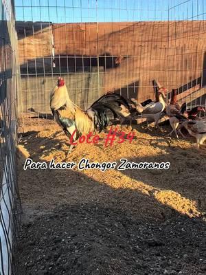 Lote #34, para hacer unos chongos zamoranos, 🫡 #gallosfinos #gallo #corridos #regional #gamefowlbreeders #mexico🇲🇽 #piedecria #texas #tepatitlan #zamora #arandasjalisco #feriadeabril 