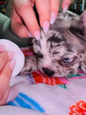 Quick puppy refresh to prevent stinky eye boogies and stinky paws! #TikTokShopJumpstartSale #CUTEDOGS #PetCare #WhenYourDogIsSpoiled #frenchiepuppy #FrenchiesOfTikTok #frenchbulldogs #themostbeautifulthingsinlife #growingpuppy  #puppymusthaves #babypuppies #adoptingadog #gettinganewdog #dogcleaningwipes #mybabydog #puppyfever #rawfeddog #merlepuppies  #iloveyoubaby  #puppyhaul  #merlefrenchie  #frenchiedog #smallcutedog  #worldofpets  #dogsplaying  #dogwalking  #dogwalks #peopleimgratefulforphase  #puppyphase  #Bringinghomeapuppy #dogsurprise #creatorsearchinsights #cleaningfrenchiefolds #merlefrenchbulldogpuppy 