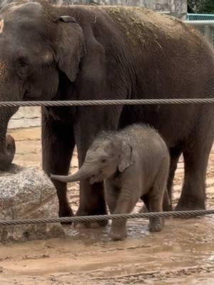 Kirby Houston Zoo #fyp #kirby #elephant #houstonzoo #zoo #htown #zoolife #beautiful  