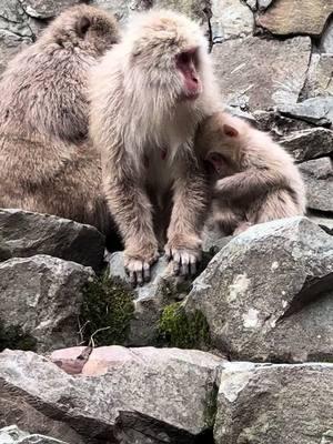 The snow monkeys are absolutely adorable and wild at the jidokudani Yaen-Koen (monkey park). They run around you to get to their perch or their hot spring and you might even get touched by one, but if you visit it’s important to remember these are wild animals and need to be respected as such. Look don’t touch!  #monkey #snowmonkey #hotspring #japan #japanmonkeypark #travel #nature 