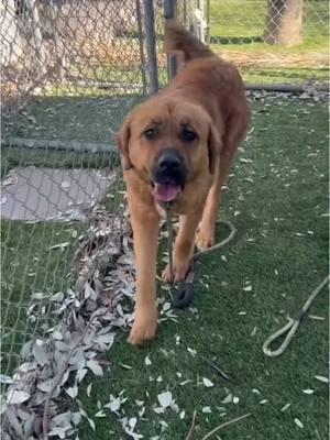 😍⭐️Good boys and girls need homes⭐️ Come on down and meet these cuties😍 ➡️WALK IN HOURS⬅️        Mon-Sat  11-5 ❤️ Location: Baldwin Park Shelter  4275 North Elton Street Baldwin Park, CA 91706 24-hr Call Center: (626) 962-3577  (Hit 5, 2, 2) Shelter Staff: ⭐️Thomas⭐️ tkalinowski@animalcare.lacounty.gov Rescue Coordinator Alma Aldana AGandara@animalcare.lacounty.gov Sgt. Brenda Leanos Bleanos@animalcare.lacounty.gov Sgt. Alexander Mota Amota@animalcare.lacounty.gov #losangeles #rescue #adoptdontshop #adopt #foster #fosteringsaveslives #shelterdog #baldwinparkshelter #savingbaldwinparkshelterdogs #rescuedog #rescueme #tiktok #explore #explorepage #Love #family #volunteer #bethechange #giveback #dog 