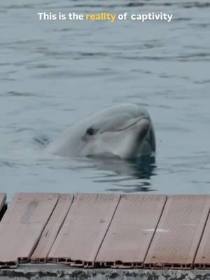 These dolphins were captured from the wild. Our team in back on the ground in Taiji, Japan (where the dolphin drive hunt season continues through the end of February 2025) to document and expose how dolphins are captured, trained and sold into the marine park industry. HELP TAKE ACTION at DolphinProject.com > Take Action #DolphinProject #ThanksButNoTanks #dolphin #dolphins #animals #wildlife #ocean #oceananimals