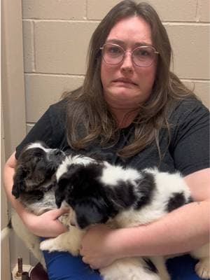 When you say you’ll just look at the puppies… but hey who’s counting? Come meet all these wiggle butts!  #puppyoverload #worthit #toocutetosayno #dogloversoftiktok #doglovers #PetsOfTikTok #sfadopt #fyp #siouxfallssouthdakota #animalsoftiktok #viralvideo🔥🔥🔥 #foryou #dogs #cutedogs #puppytiktok #puppylove #puppydog 