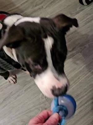 #genx #PetsOfTikTok ##smartdogtoy #pitbullsoftiktok #pitties 