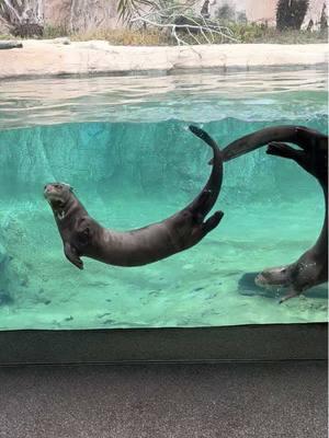 Giant river otters #riverotters #houstonzoo #zoolife #htown #beautiful #zoo #otters 