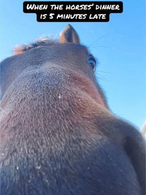 Those who get it, get it. #horsetok #horseowner #ottb #thoroughbred #mealtime #mealprep #hay #equestrian #equestrianproblems #amateur #adultamateur #tuesday #january #winter #stillcold #eventing #dressage #hunter #jumper #fyp #slow 