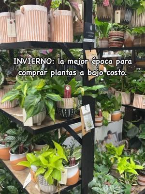 Plantas que puedes llegar a pagar por ejemplo $50,80 y 90 dolares y mucho más en otra época del año ahora mismo la puedes encontrar con un 50-75% off. Así que aprovéchalo!  Cual planta te gustaría encontrar con un buen % de descuento para comprarla?  #fyp #parati #foryou #plantlovers #crazyplantpeople #houseplantcommunity #jardin #instaplants #houseplantsmakemehappy #plantasdeinterior 