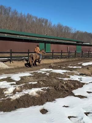 Whiskey new training horse that won’t gait. Day 1 evaluation day. #fyp #gaited #ewhtrailhorses #horse #horsesoftiktok #horses #horsetraining #ranch #farm 