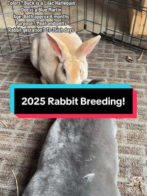 2025 Rabbit breeding is underway! Fingers crossed for some baby buns! #fyp #foryou #urban #homestead #meat #rabbits #rabbitsoftiktok #bunny #PetsOfTikTok #farmtok #animalsoftiktok #grow #your #own #food #rabbitry #breeding #iykyk #littleranchinthecity 