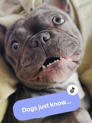 Dogs just know.. #mydogismybestfriend #frenchiesoftiktok #georgiableu #dogsoftiktok @georgiableuandfriends #bluefrenchie #brindlefrenchie 