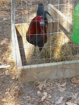 MONSTER ACE STUMP PULLER MCLEAN HATCH STAG AT KENZIE GAMEFARM TOO OF THE LINE 🐓 No matter where you are 💯🔥🔥 #kelso #viral #viralvideo #explore #explorepage #chickens #chickenfarm #gamefowl #gamefarm #rooster #fyp #roosters #gallos #backyardchickens 