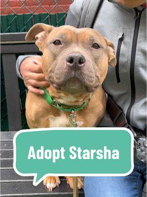 8 year old Starsha is adoptable at Manhattan ACC!  Find her on nycacc.app or download our mobile app “ACC of NYC” and search for her name or ID: 216817 Starsha previously lived with another dog named Adonis. Adonis has been placed with a partner rescue. She would need a patient home without cats or small animals. At the shelter, Starsha has been an adorable snuggle bug and she is ready to come with you on the same day you come to meet her!  #nycacc #ManhattanACC #boroughbred #AdoptableDog #ShelterDog #NYCdogs 