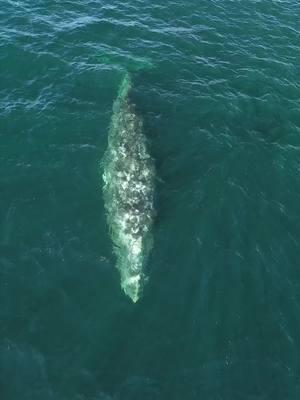 We were fortunate to encounter a Gray Whale heading south on its migration to Mexico. Although this whale only spouted once at a time, we still got some incredible views as it continued along its ancient journey. -MS • • • • ( 📸: Matt Stumpf 1.27.2025) • • • • #graywhale #whale #whales #whalewatching #whalewatchingtour #wildlifeonearth #wildlifeperfection #seacreatures #amazinganimals #oceananimals #naturesbeauty #natureswonder #natureaddict #optoutside #creatingmemories #funthingstodo #stayandwander #letsgosomewhere #thingstodoinoc #boatcruise #boatcharter @mydanapoint @danapointharbor @DanaPointChamber @visitcalifornia #socal #orangecountyca #californialove #danapointharbor #californiacoast #captdaves