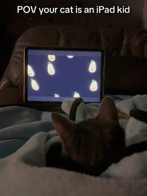 iPad cat🥰😂#fyp #catsoftiktok #gansitayrubi #cats #gatos #catlover #catcomedy #ipadkid #catswatchingtv #fruitdance #funnycats #catmom 