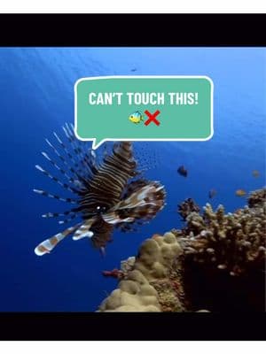 You shouldn’t touch anything in the ocean, especially not them!  Here are some venomous/ poisonous species you can find down under 🧜🏽‍♀️ •Lionfish  •Fire coral •Striped pyjama squid •Stonefish  •Long-spined sea urchin •Blue sea dragon  •Blue-ringed octopus  •Box jellies •Sea anemones  •Portuguese man-o-war  •Cone snail  •Sea kraits  #venomous #poisonous #oceanfacts #educate #themoreyouknow #marinebiology #marinezoologist #marinelife #oceancreatures #animalfacts #animals #oceananimals #animallover #sealife #seaanimals #ocean #marineconservation #spreadawareness #wildlifeconservation #savetheocean #oceanography #zoology #tarimahthezoologist #tarimahmalika 🧜🏽‍♀️ 🪸🪼🐬🐋🦈🐡🐙🐧🦦🐠🦑 