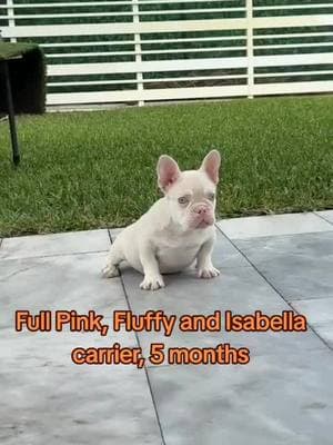 #frenchbulldog #frenchi #frenchie #frenchiesoftiktok #dog #dogtiktok #frenchiforsale #frenchiepuppy #miami #fyp #foryourpage #exoticbulldogs #frenchiesociety #frenchiesofinstagram 