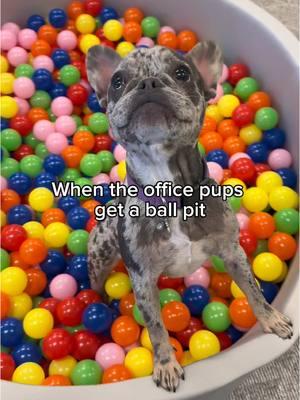 our office will never be the same #ballpit #officedog #puppytiktok #officelife 