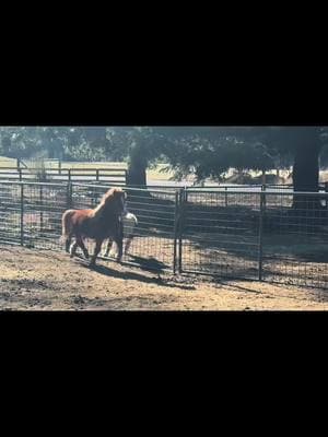 When you couldn’t have more opposite horses if you tried … Mini… pleasure oh and a Reiner / ranch horse 😂 #horses #stallion #gelding #minihorse #quarterhorse #painthorse #sorrel #bay #amha #aqha #apha #fyp 