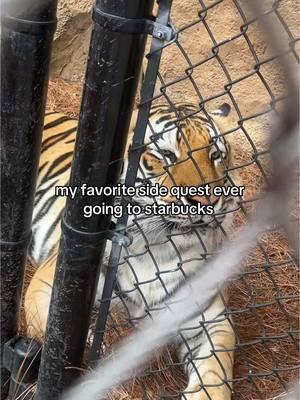 did i ever mention tigers are my favorite animals 😃 #fyp #tiktok #college #lsu #geauxtigers #mikethetiger #viralvideo #sidequest 