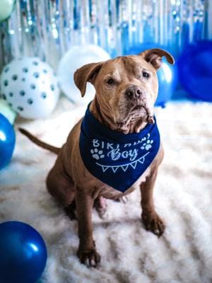 Replying to @ellaaaaaaa.staubus a few birthday pawty photo results 🐾🎉💙 #pitbull #petphotography #pawty #seniordog 