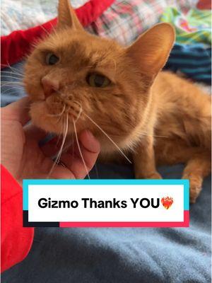 Yesterday, I delievered Gizmo our hospice kitty a bunch of gifts- from all of YOU!! Thanks for helping us give Gizmo his golden days!☀️ Stay tuned to the end of the video to see Gizmo himself!!! #hospicecat #hospicecare #petangel #catrescue #cats #rescue #fostercat #cat #catsoftiktok #greenscreen 