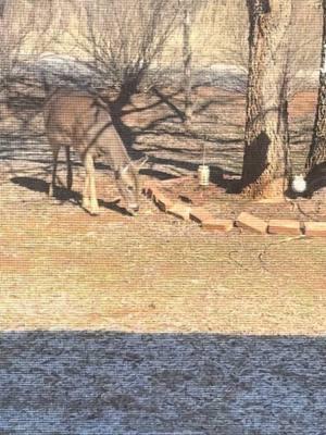 Frosty winter morning with our pet deer family right in our front yard. Junebug also loves watching them 🦌🤍🐈 #deer #deertiktok #winter #winterishere #petdeer #PetsOfTikTok #catsoftiktok #deersoftiktok #Love #animalsoftiktok #snuggles #cutecat #cat #catsoftiktok 