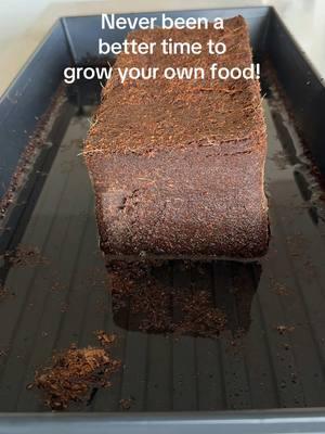 Have you tried growing your own #microgreeens yet? #cococoir #coconutcoir #seedstarting #growyourownfood #startagarden #goalcrusherprizes #goalcrusher #seasonalgems #lovelanguage #ttsdelightnow #giftguide #tiktokshopcreatorpicks 