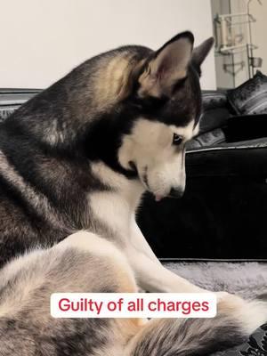 Not just arctic ran away Gucci flew away from me for the first time. 😤😤😤😂😂😂#fyp #husky #fypシ゚viral #huskymom #huskylife #huskypuppy #huskydog #huskysiberiano #funnyvideos😂 #huskylove #viralvideo #huskysoftiktok❤️ 