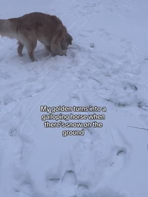 #dogsplayinginsnow #cutedogs #dogs 