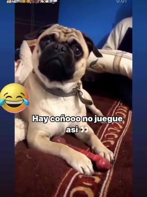 #Miperrofirulay🇨🇺 #viral #PapuchoCubano🇨🇺 #humorpapucho #videoviral #papuchotiktok #papucho064 #elcubanopapucho #superpapucho 