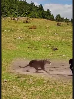 Lion defeated by different animals #foryoupage #fyp #viral #trending #wildlife #wildanimals #wild #lion #leoperd #antelop #buffalo #junglelife #pleaseunfreezemyaccount