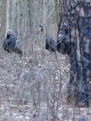 Who is ready for spring? Video Credit: The Theft Creek Outfiiters #nwtf #conservation #turkey #fyp