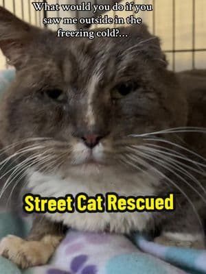 I’m here now🥹. Please consider donating to help us help cats just like him, who are homeless, & struggling to survive. Link in bio. Thank you #streetcat #homelesscat #cat #tomcat #nokillnation #spayneuter #helpingcats #tnr #catsinneed #faithinhumanityrestored #catrescuer #catsanctuary #catsoftiktok #cattok #arewehomeyetcatrescueandsanctuary 