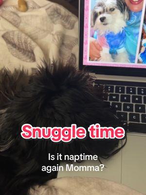 The CEO of snuggling🌟💞 @Duke & Dora 🩵🩷  #snugglepuppy #havanese #havaneseoftiktok #sleepypuppy #cutepuppy #dogmoms #dogmomsoftiktok #doghoodies 