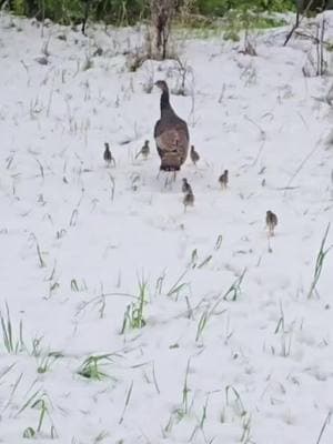 We all look forward to turkey season, then we get to looked towards poults on the ground. A great thing to see in any turkey habitat. Video Credit: John Pezz #nwtf #conservation #turkey #fyp