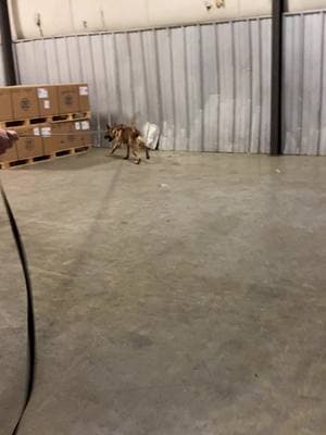 K9 Egon locating a decoy in todays building search. #patrolk9 #wprkingdog #bitedog #policek9 #DogTraining 