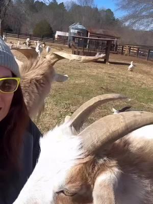 Enjoy this completely chaotic video about goat horns. The information is good but the delivery is ratchet. Sorry. Ya girl had to multi task snuggling and contenting - I ain't got that Nat Geo budget 🤣 #goats #goateducation #farmtips #goattips #cuteanimals #petstagram #farmlife #petoftheday #animals #funny #animaleducation #nationalgeograhic